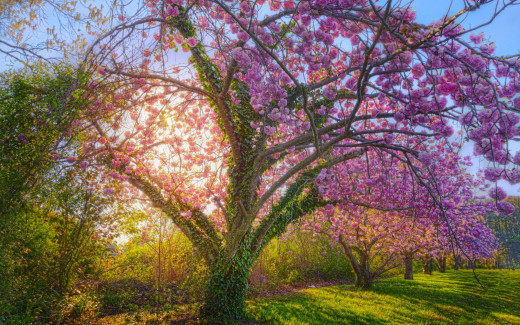 946210 (a): :2560x1600